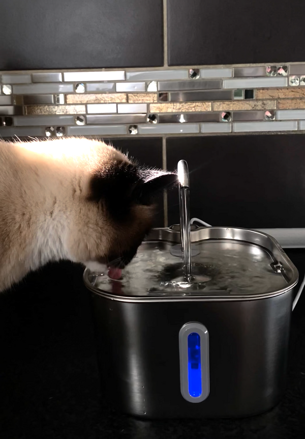 Chat heureux