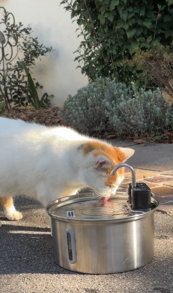 Chat heureux